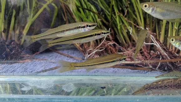 Image of fly-specked hardyhead