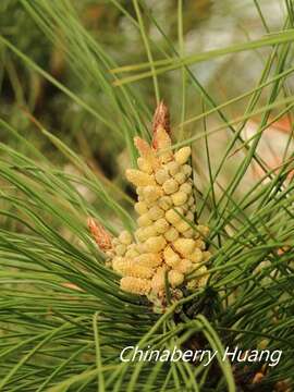 Image of Chinese Red Pine