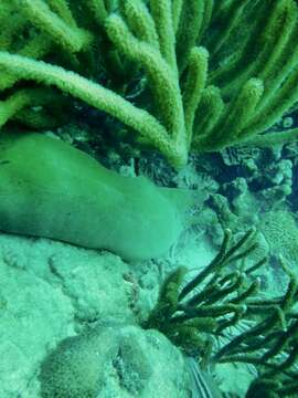 Image of Black Moray