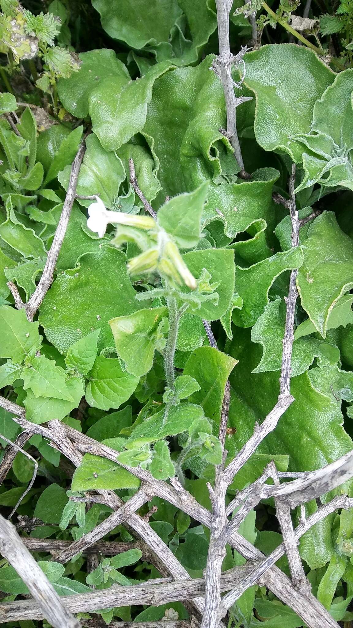 Image of Cleveland's tobacco