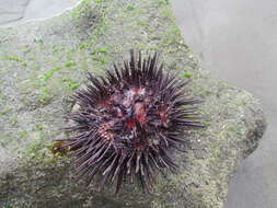 Image of rock urchin