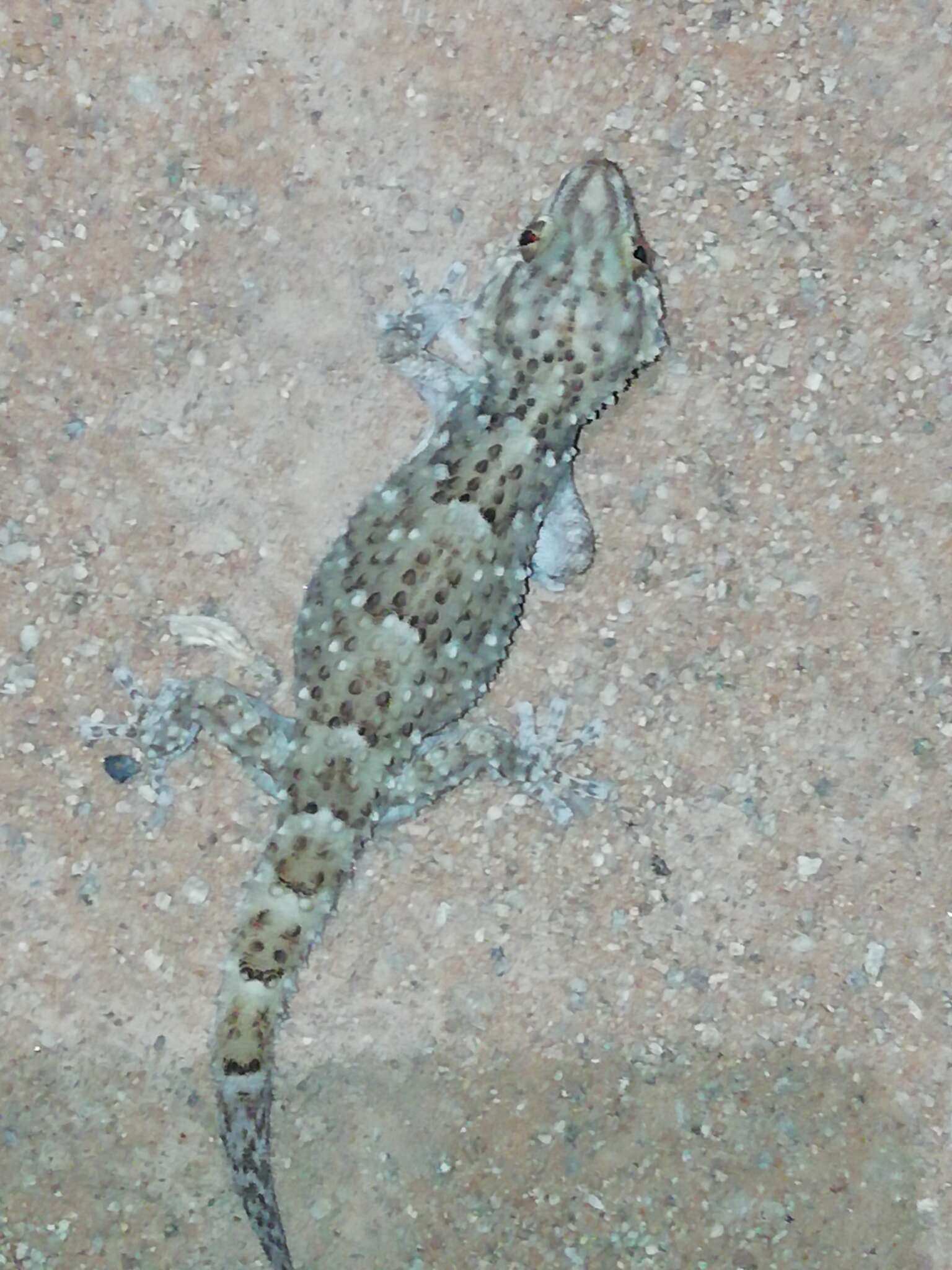 Image of Fischer's Thick-toed Gecko