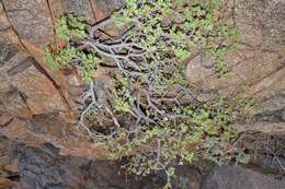 Image of Pelargonium desertorum P. Vorster