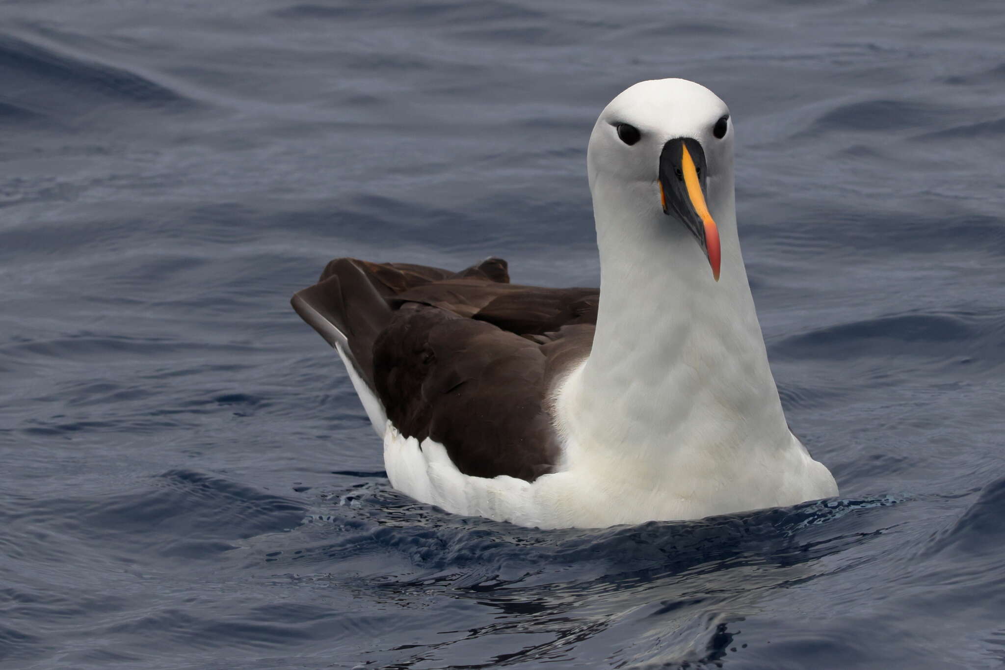 Image of Atlantic Yellow-nosed Albatross