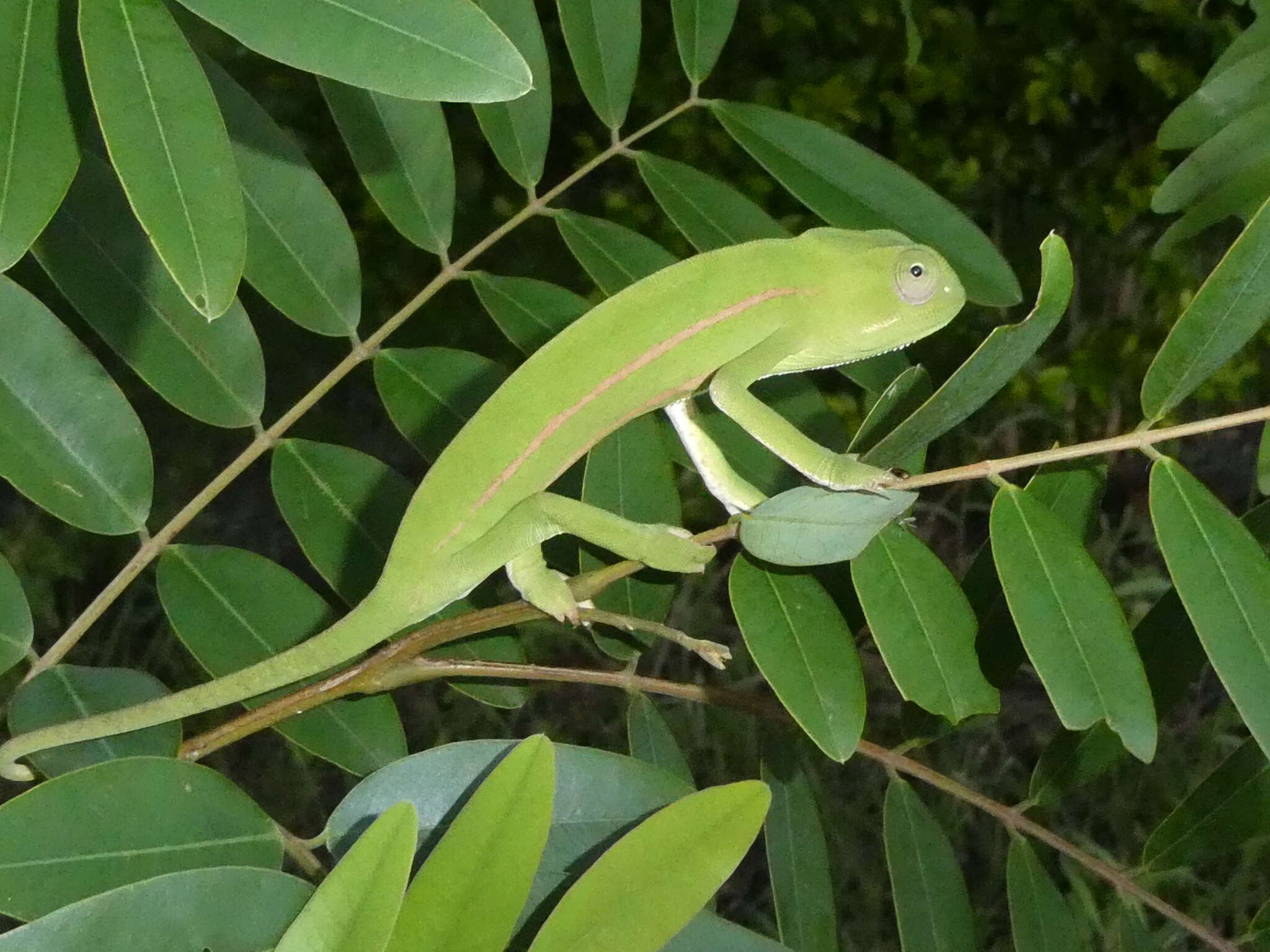 Image of Smooth Chameleon