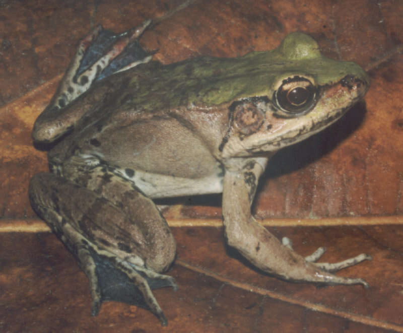 Image of Lithobates palmipes (Spix 1824)