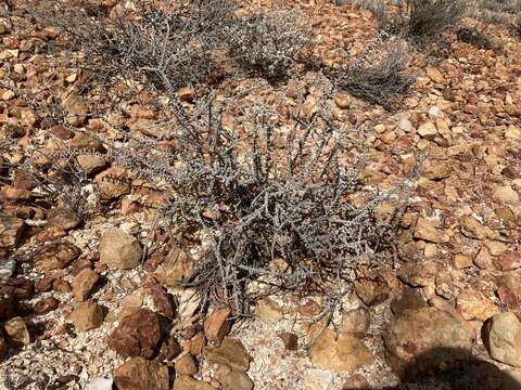 Image of Ball-leaf Bluebush