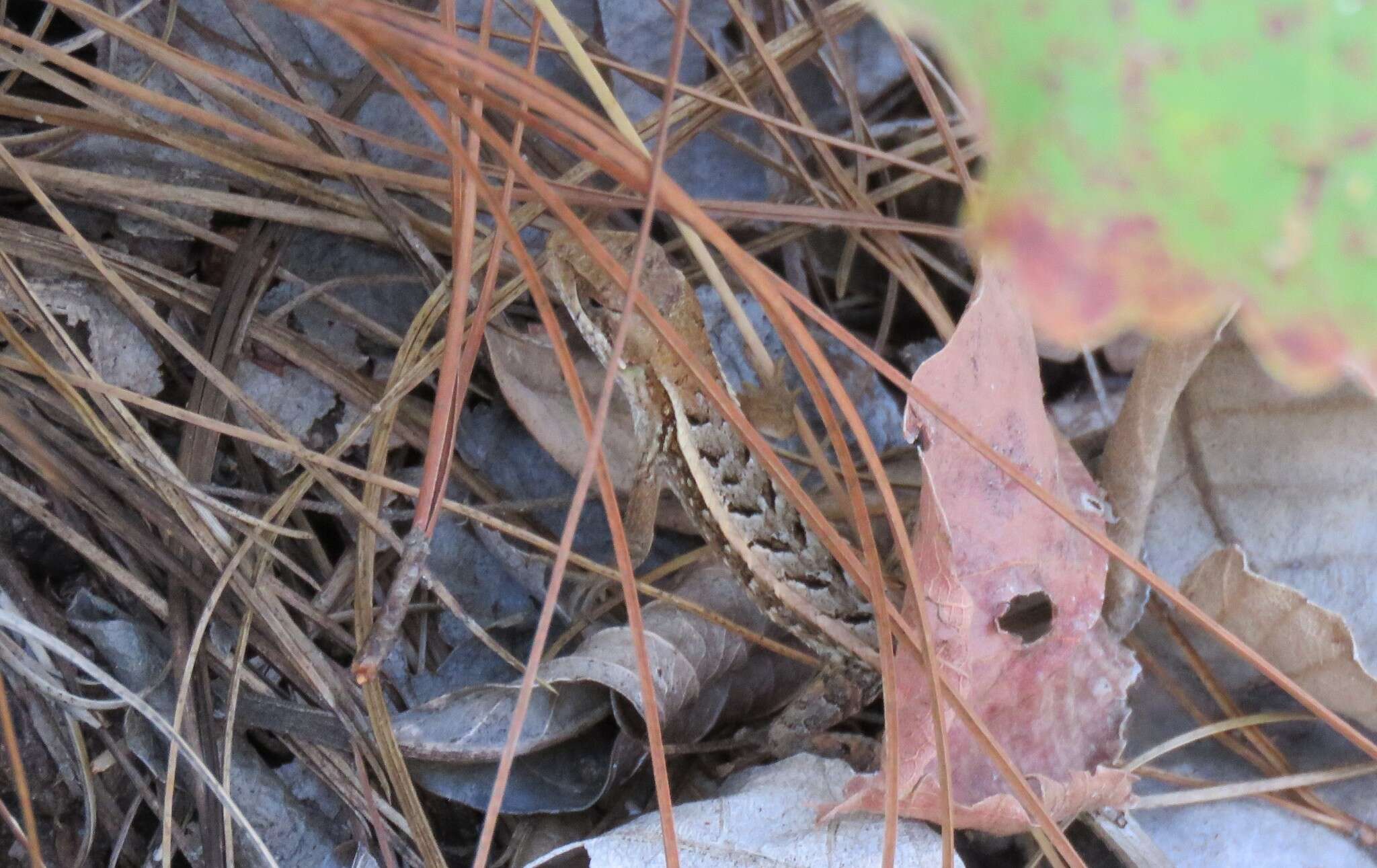 Image of Dwarf Spiny Lizard