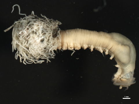 Image of <i>Polycirrus medusa</i> Grube 1850