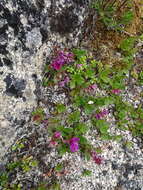 صورة Rhododendron camtschaticum subsp. glandulosum (Standl.) B. Boivin