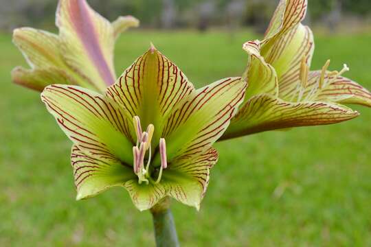 صورة Hippeastrum iguazuanum (Ravenna) T. R. Dudley & M. Williams