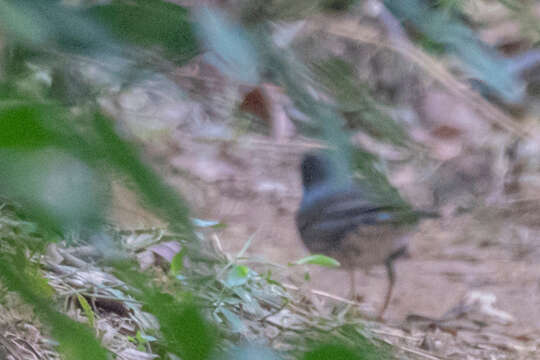 Image of Siberian Thrush