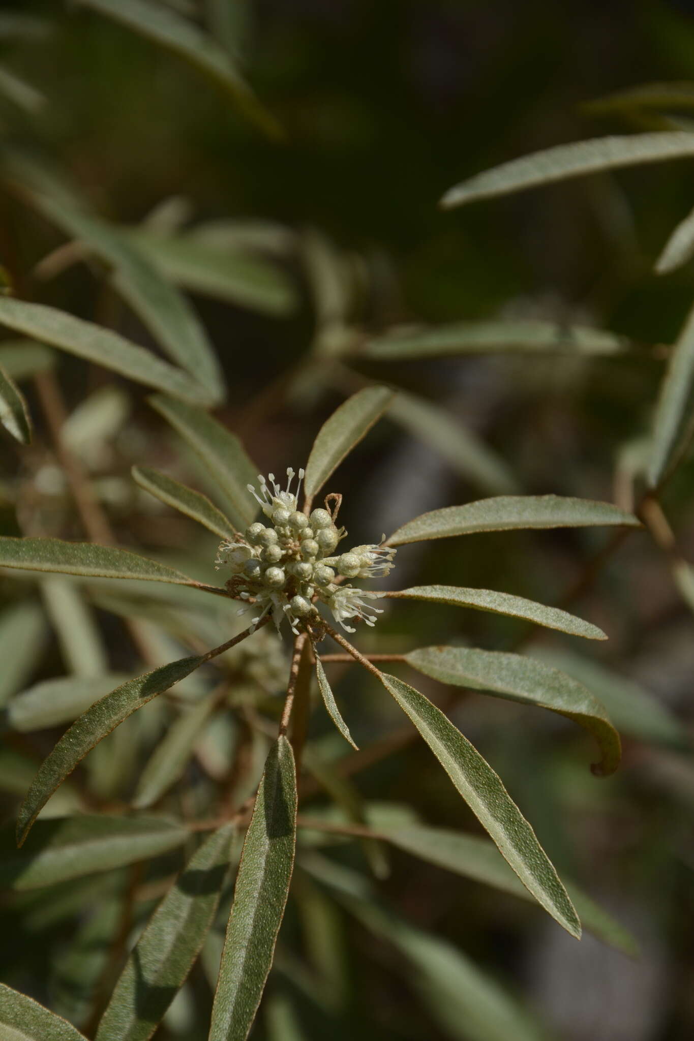 Слика од Croton argyranthemus Michx.