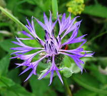 Plancia ëd Centaurea napulifera subsp. tuberosa (Vis.) Dostál