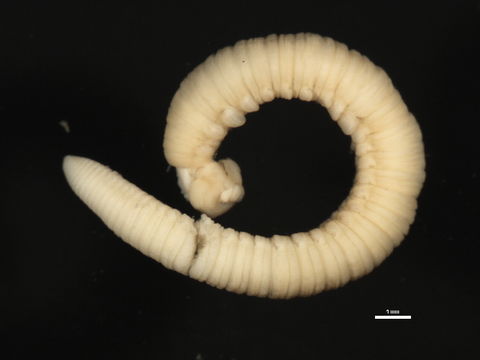 Image of <i>Polycirrus medusa</i> Grube 1850