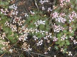 Image of Stylidium lepidum F. Müll. ex Benth.