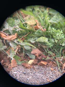 Image of Golovinomyces depressus (Wallr.) V. P. Heluta 1988