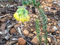 Image of Pimelea suaveolens Meissn.