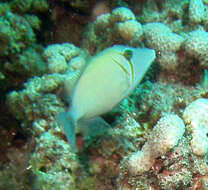 Image of Boomerang triggerfish