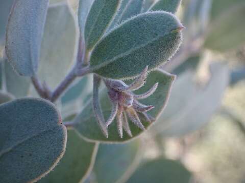 Image of Sonoma manzanita