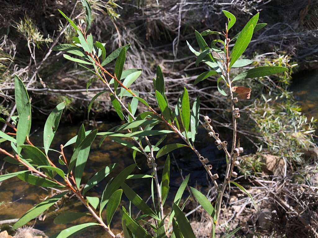 صورة Callistemon flavovirens (Cheel) Cheel