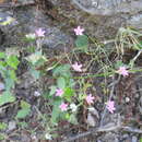 Image of Zeltnera setacea (Benth.) G. Mansion