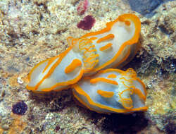 Image of Orange lined transluscent slug