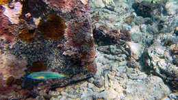 Image of Blue-ribbon wrasse