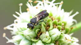 Image of Hylaeus confluens (Smith 1853)