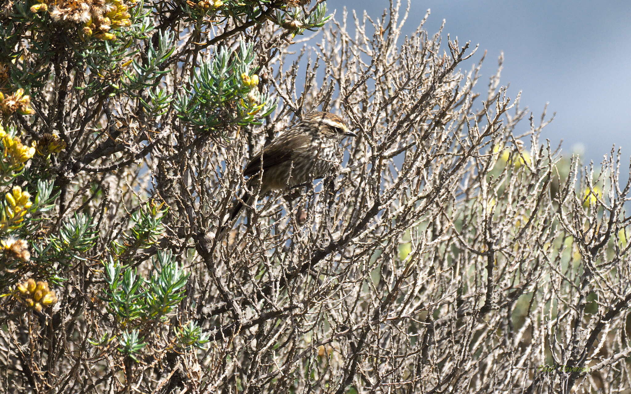 Image of Andean Tit-Spinetail