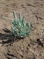 Image of Tecticornia australasica (Moq.) Paul G. Wilson