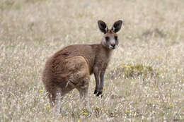 Image of Tasmanian forester kangaroo