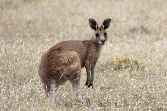 Image of Tasmanian forester kangaroo