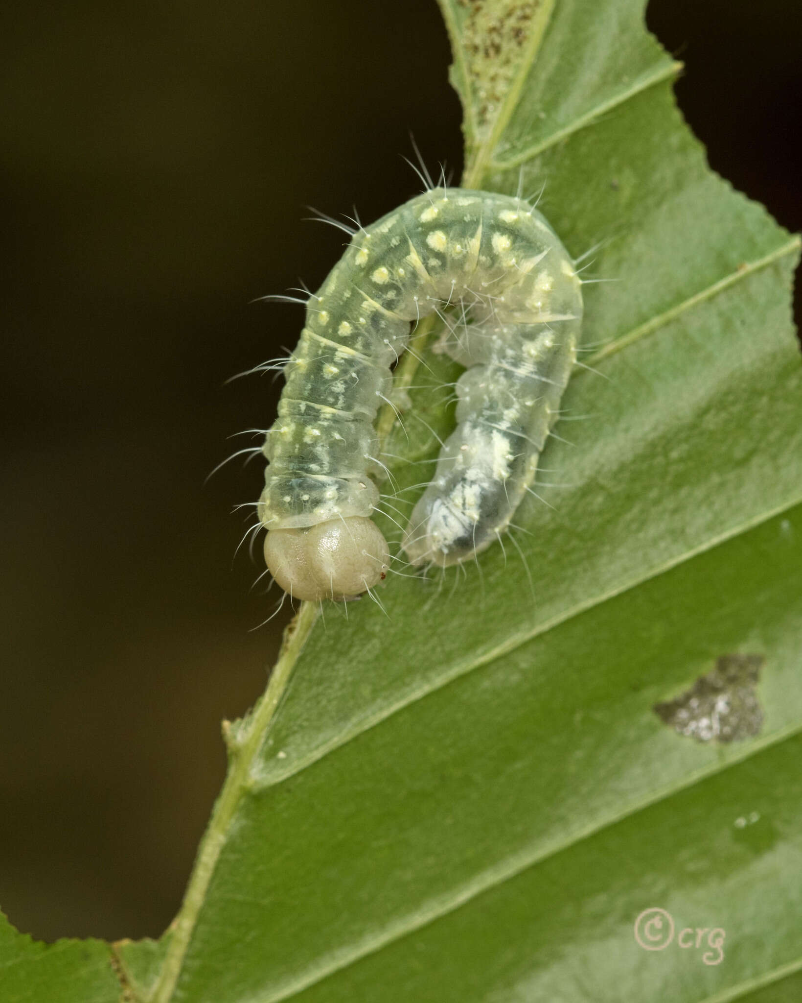 Image of Raspberry Bud Dagger Moth