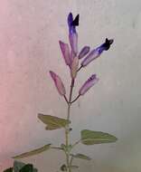 Image of Salvia semiatrata Zucc.