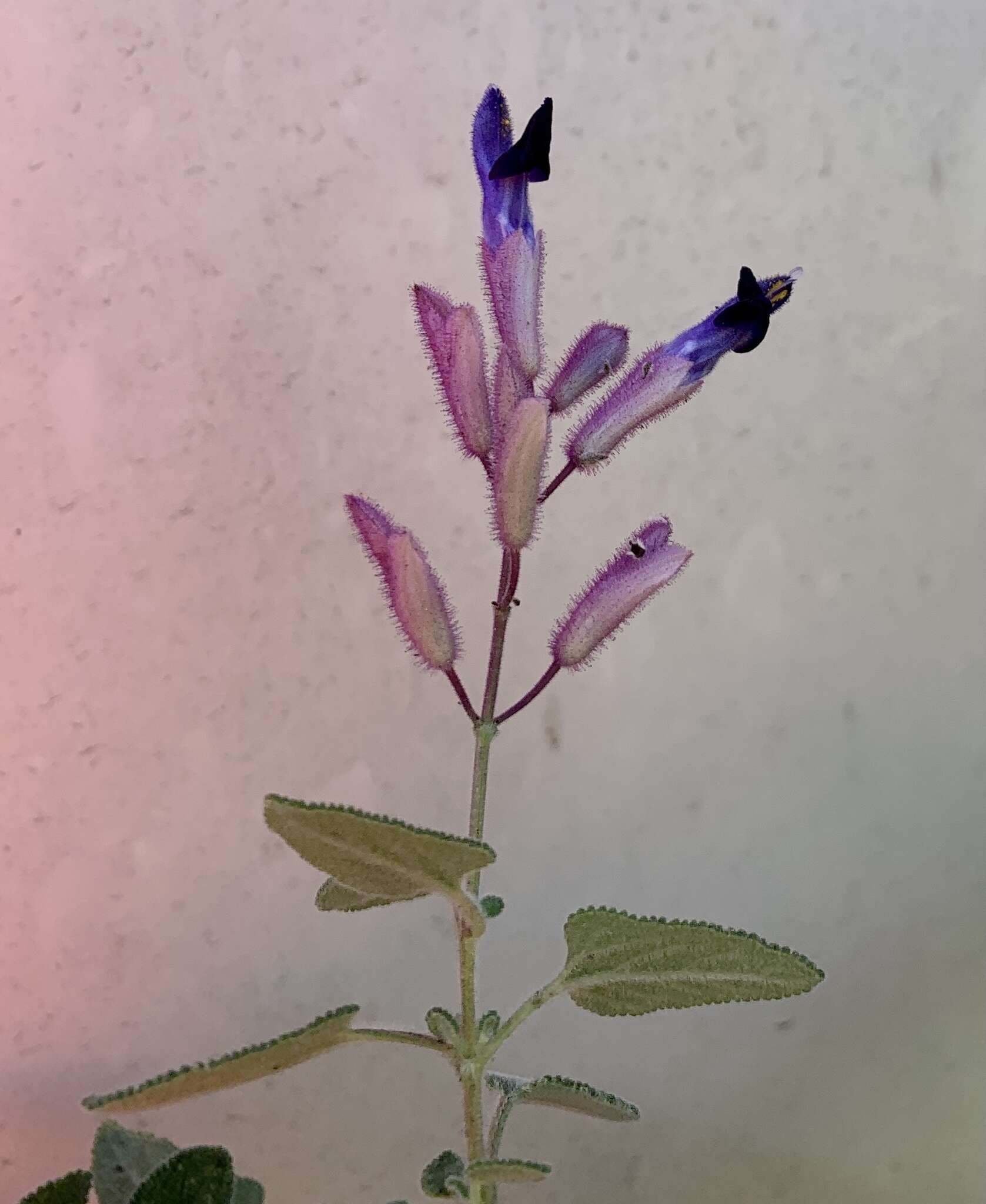 Image of Salvia semiatrata Zucc.