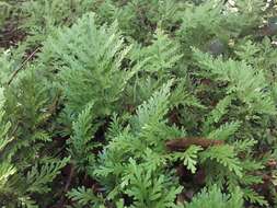 Image of Selaginella conduplicata Spring