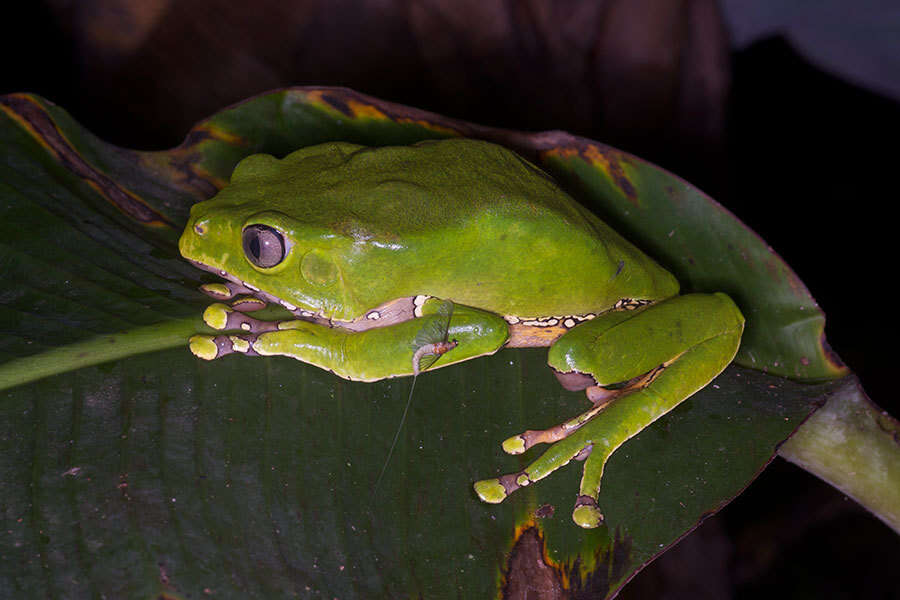 Image of Giant leaf frog