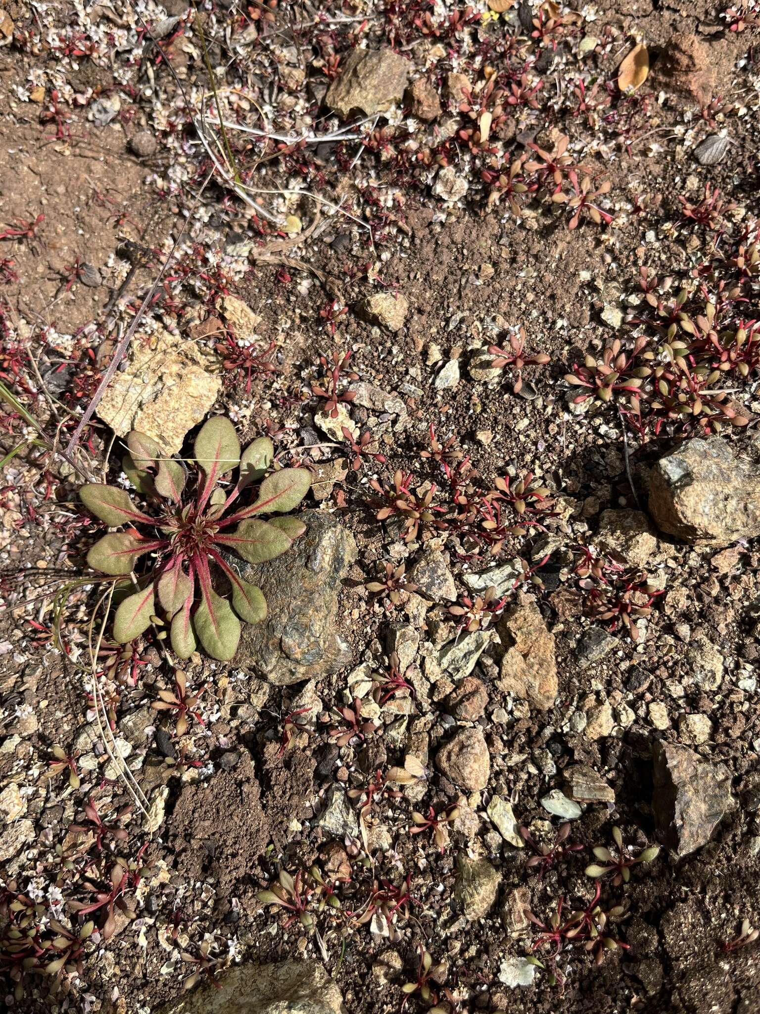 Chorizanthe aphanantha resmi