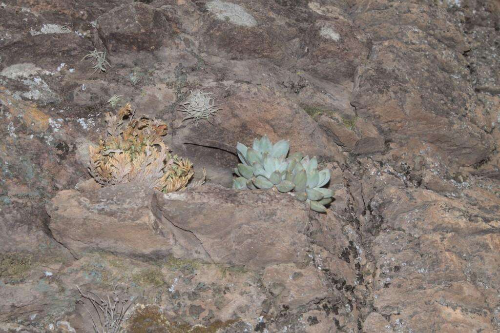 Image of Pachyphytum compactum Rose