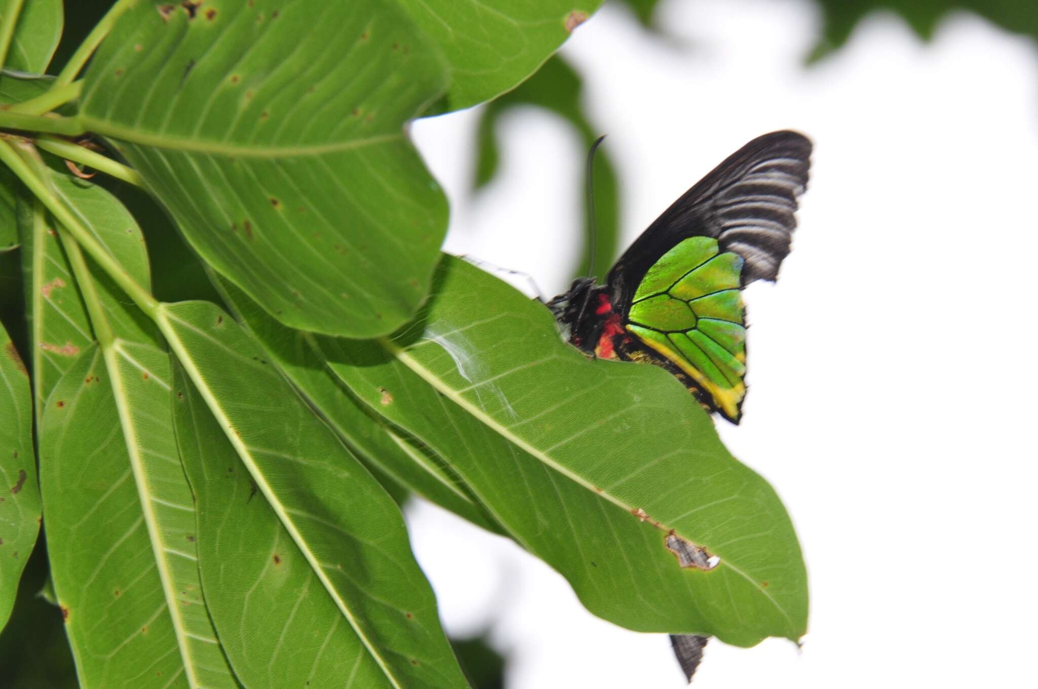 Image of <i>Troides magellanus sonani</i> Matsumura 1932