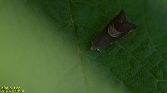 Image of Eurasian Hemp Moth