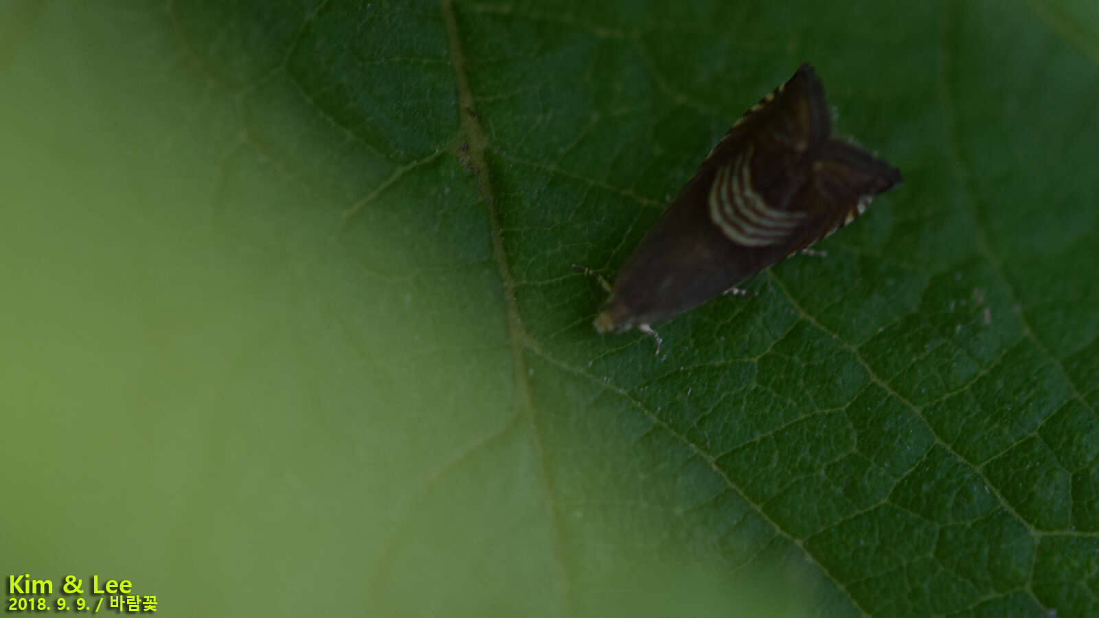 Image of Eurasian Hemp Moth