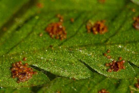 Image of Lastreopsis subsericea (Mett.) Tindale