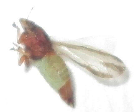 Image of Diaphorina virgata Capener 1970