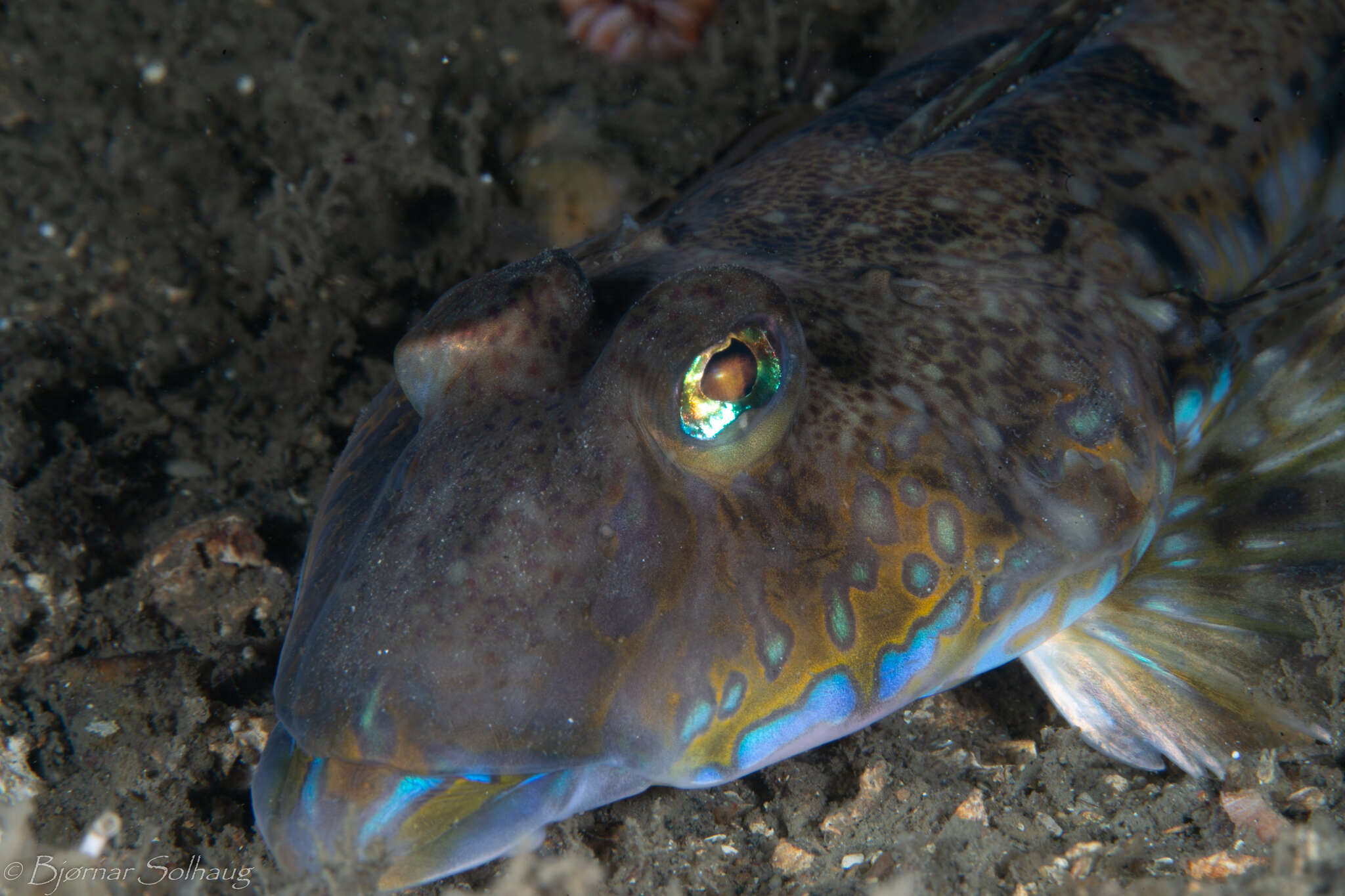 Image of Common Dragonet