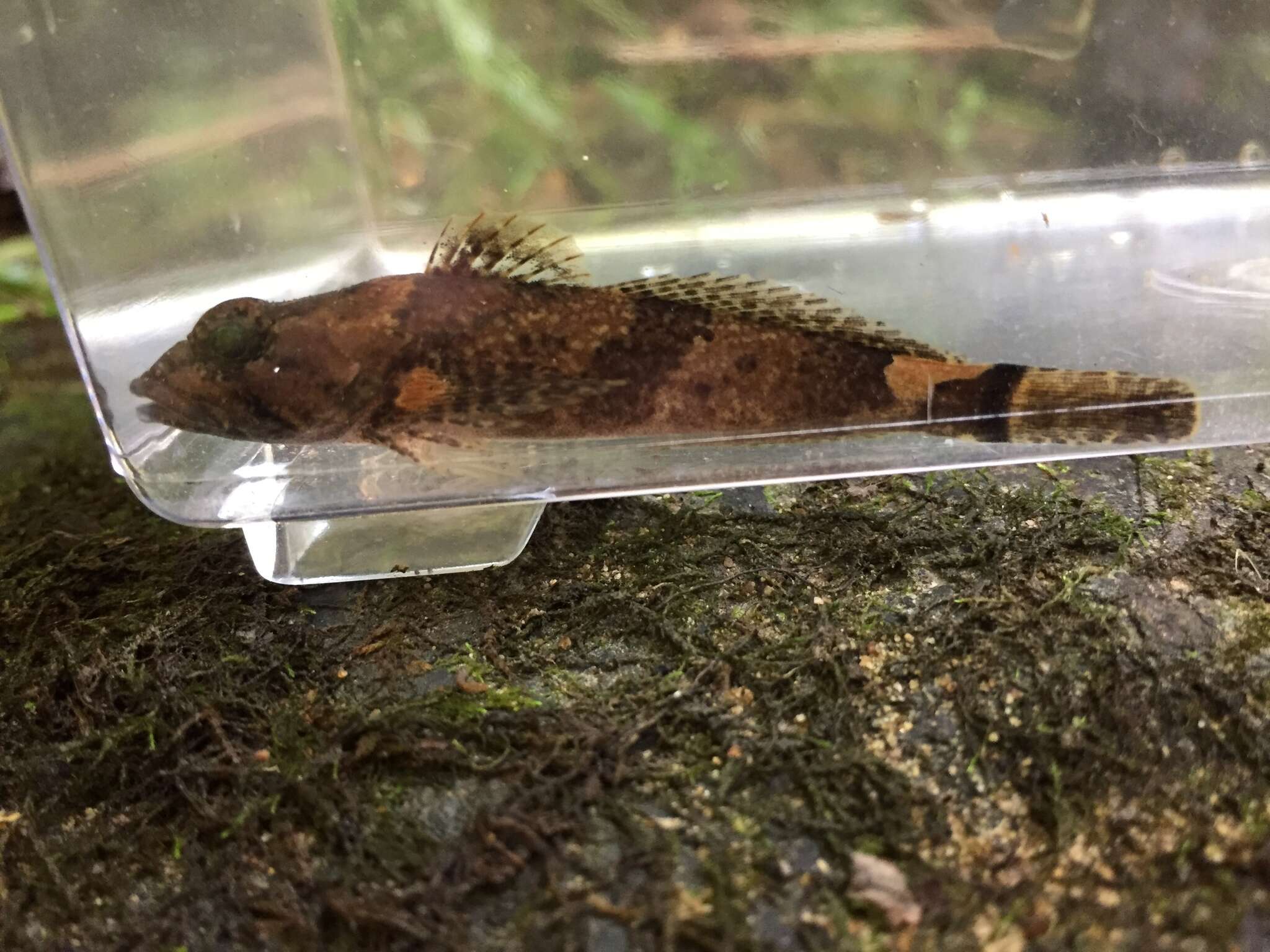 Image of Banded Sculpin