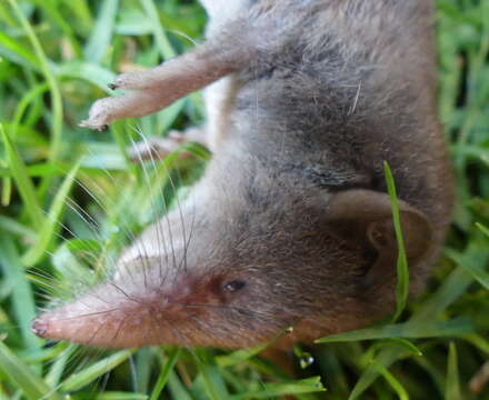 Image of Greater Red Musk Shrew