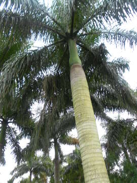 Image of Cuban Royal Palm