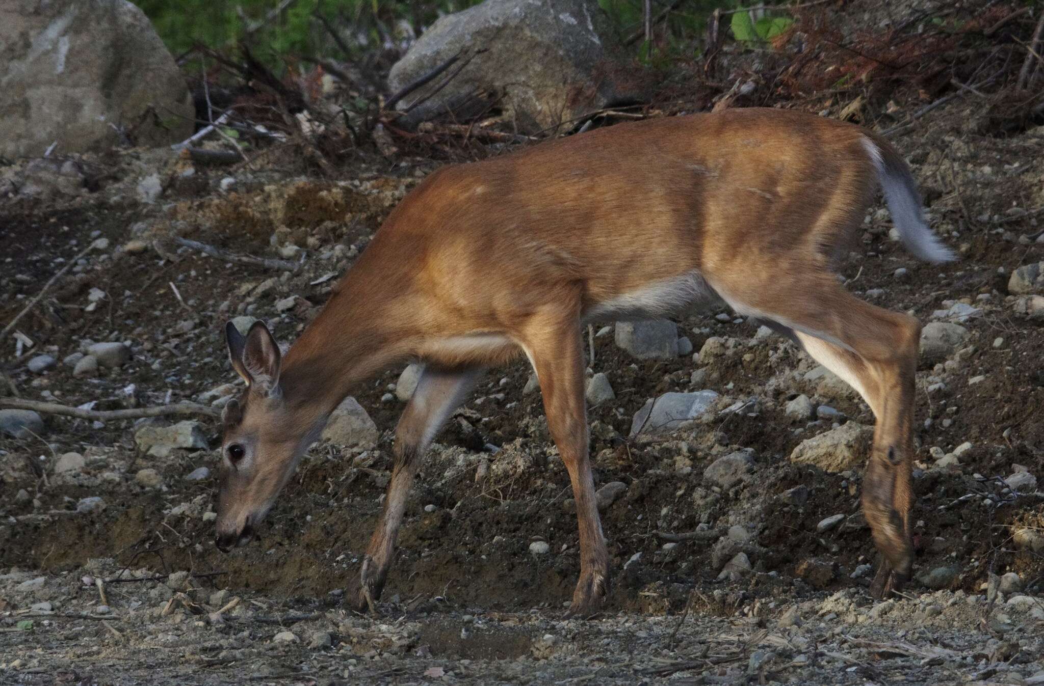 Image of Odocoileus virginianus borealis Miller 1900